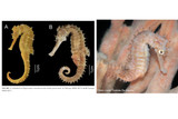 New seahorse species named after our director and co-founder, Prof. Amanda Vincent