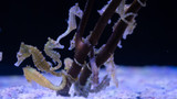 Aquacultured male Half-Spined Seahorse (Hippocampus semispinosus)