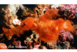 New species of ghost pipefish named after Sesame Street character found in Australia