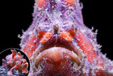 Antennarius sp. - Shaggy
