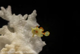 Pea-Sized Wonder: Shedd Becomes First Known Aquarium to Raise Warty Frogfish Baby