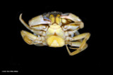 Challenging Ecological Norms: Why “A Crab Is Never Just a Crab”