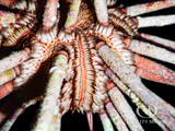 ​Short Spine Urchin