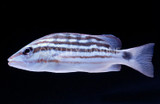 Checkered Snapper (Lutjanus decussatus)