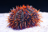 Spring Cleaning - Marine Aquarium Style