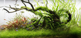 Tropica's Tissue Cultured Aquatic Plants