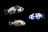 QM Labs Clownfish Raised on Nutramar Algae & Color Boost Shots