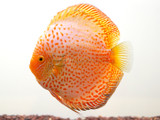 Aquacultured Snakeskin Yellow Discus (Symphysodon aequifasciatus)