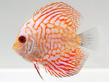 Discus Tank