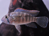 Inca Stone Cichlid (Tahuantinsuyoa macantzatza)