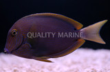Lavender Tang (Acanthurus nigrofuscus)