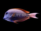 Lavender 'Aberrant' Tang (Acanthurus nigrofuscus)