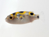 Figure Eight Pufferfish (Tetraodon biocellatus)