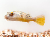 Fahaka Pufferfish (Tetraodon lineatus)