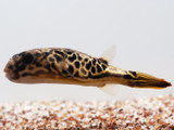 Mbu Pufferfish (Tetraodon mbu)