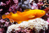 The Yellow Lycopod / Dusky Brotulid