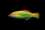 Three Line Wrasse -  Stethojulis trilineata