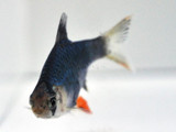 The Tiger Barb