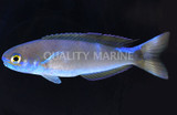 Hoplolatilus Tilefish