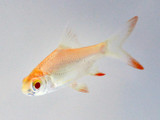 The Tinfoil Barb (Barbonymus schwanefeldii)