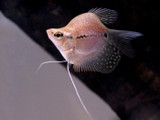 Balloon Pearl Gourami (Trichogaster leeri)