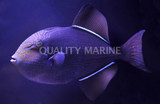 Reef Safe Triggerfishes