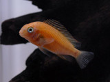 Firecracker Tropheus Moorii Cichlid ( Tropheus moorii)