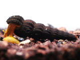 Orange Volcano Rabbit Snail (Tylomelnia sp.)