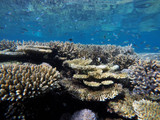 Coral Reef Growth is One of Nature's Wonders, Part 2