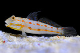 Diamond Watchman Goby 