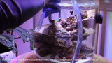 Jar Reef Maintenance