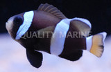 Quality Marine Receives Aquacultured Wideband Clownfish (Amphiprion latezonatus)