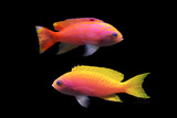 Pseudanthias anthias 