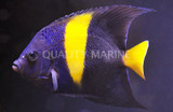 Asfur Angelfish (Pomacanthus asfur)