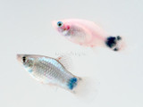 Mixed Mickey Mouse Platy (Xiphophonus maculatus)