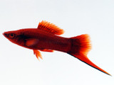 Swordtails (Xiphophorus hellerii)
