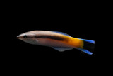 Yellow Patch Cleaner Wrasse - Labroides dimidiatus