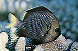 The Yellow Tail Dascyllus