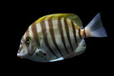 Zebra Tang 