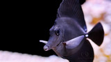 The Pinocchio Of Tangs