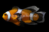 Clownfish
