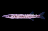 Barracudas
