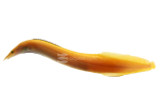Eel