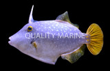 Filefish