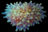 Anemones