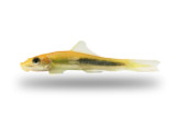 Algae Eaters