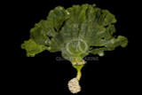 Marine Algae