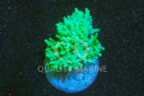 Corals, Soft Frag