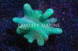 Corals, Soft