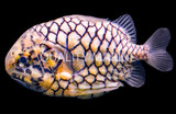 Pinecone Fish